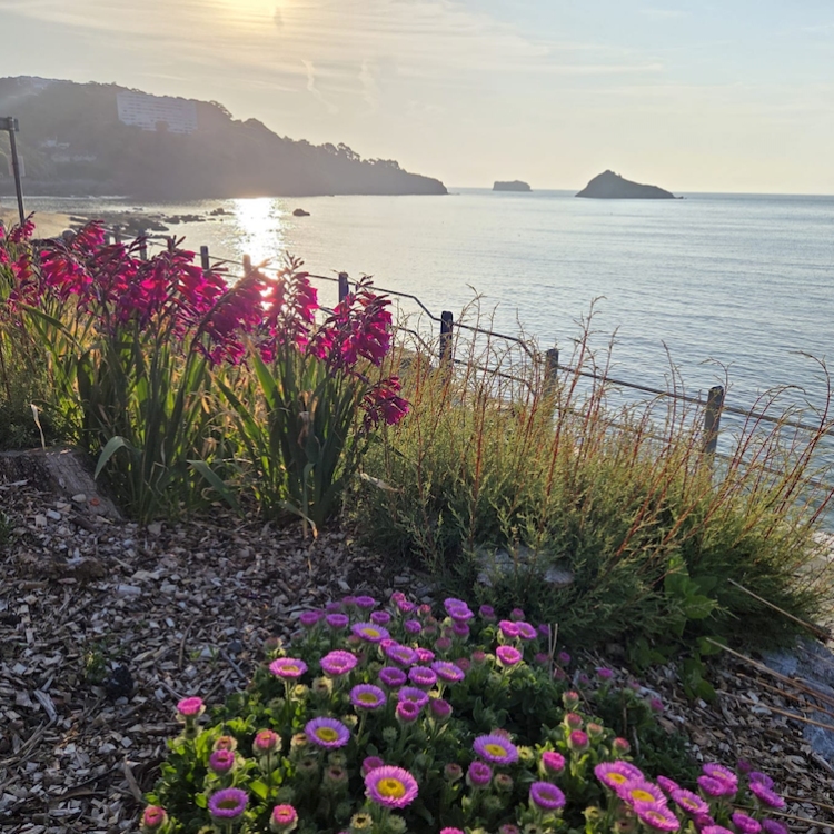 Sea Swim Torquay - Gallery Photo